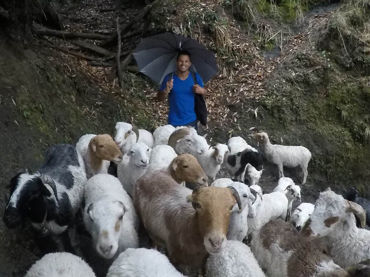 Pericles rosa wearing a blue t-shirt and with an umbrella stuck in the middle of a herd of goats in Nepal