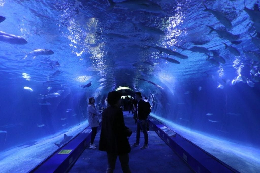 uno de los túneles de cristal del Oceanográfico de Valencia con varios peces y algunas personas cruzando el túnel