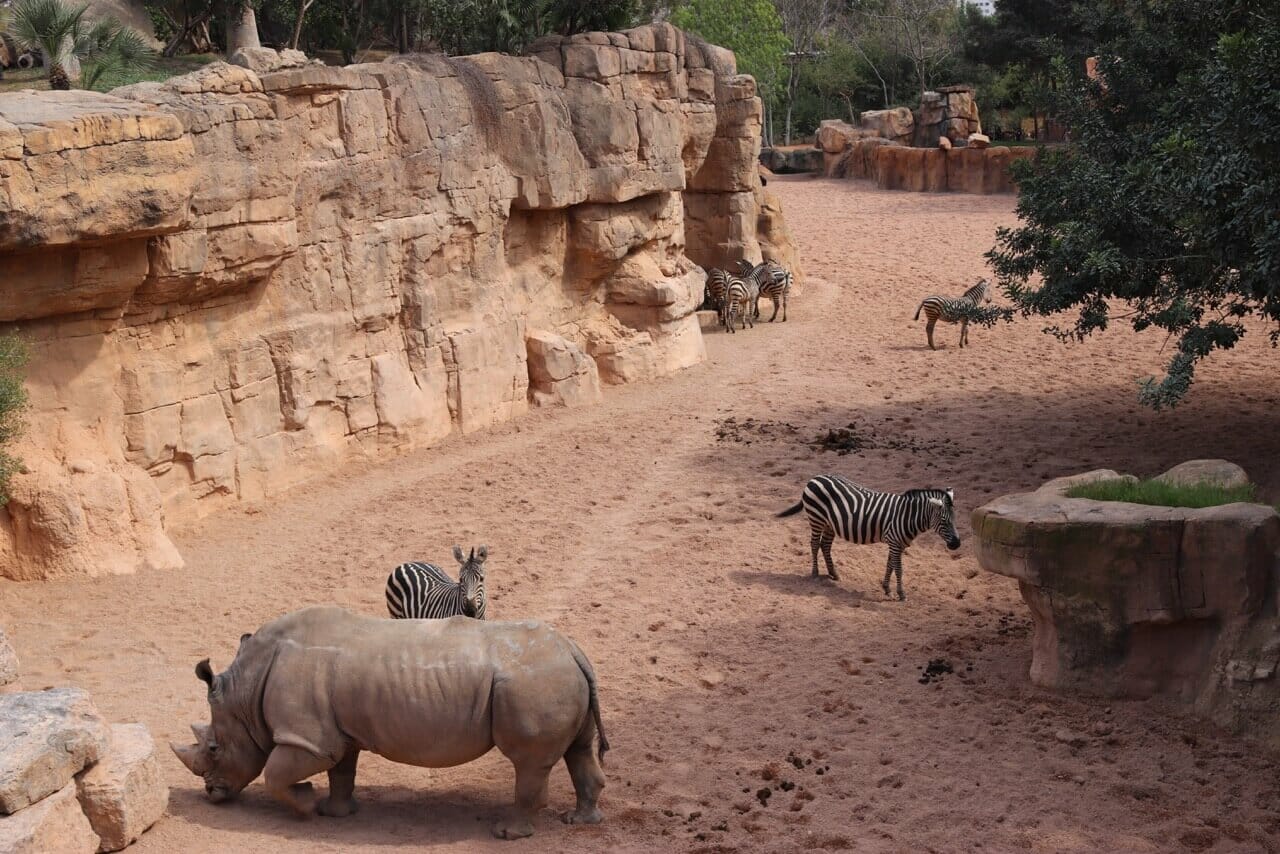 rinocerontes y cebras en el Bioparc de Valencia