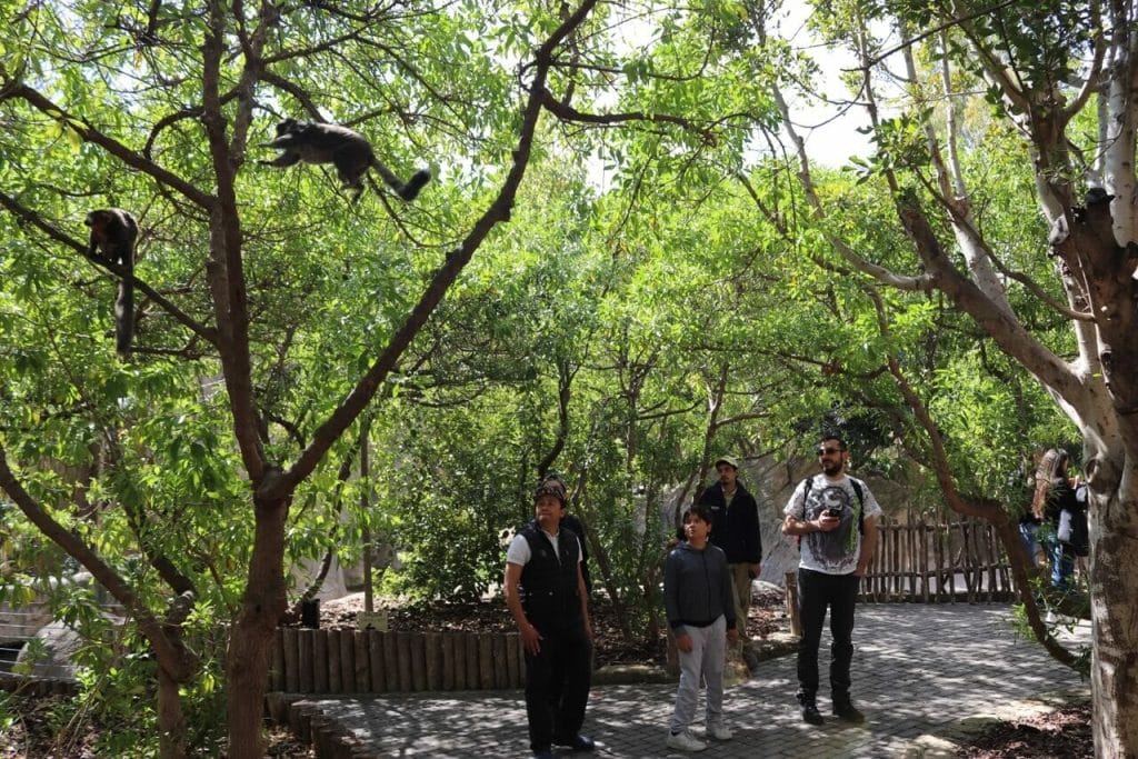 quatro pessoas embaixo de algumas árvores observando os animais nos galhos no Bioparc Valencia, Espanha