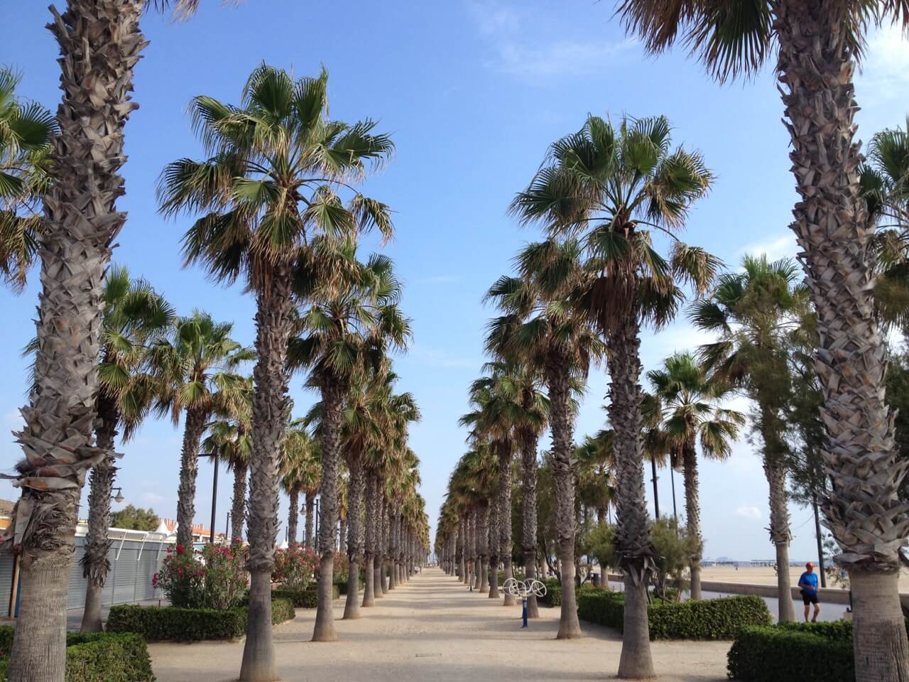 várias palmeiras enfileiradas na Playa de la Malvarrosa em Valência, Espanha