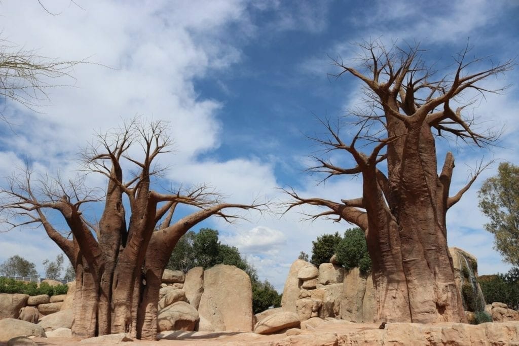 baobás do Bioparc de Valência, Espanha