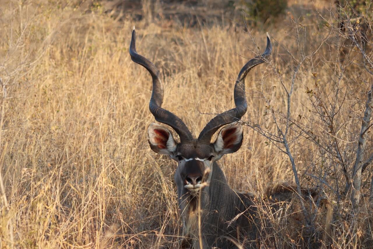 a kudu in the middle of the African savanna in Sabi Sands game reserve