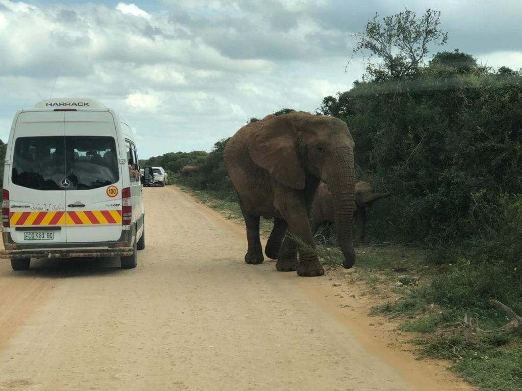Um elefante passando ao lado de uma van no Parque Nacional Addo Elefante, África do Sul