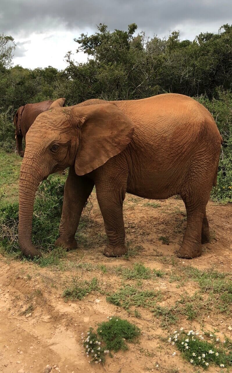Addo Elephant