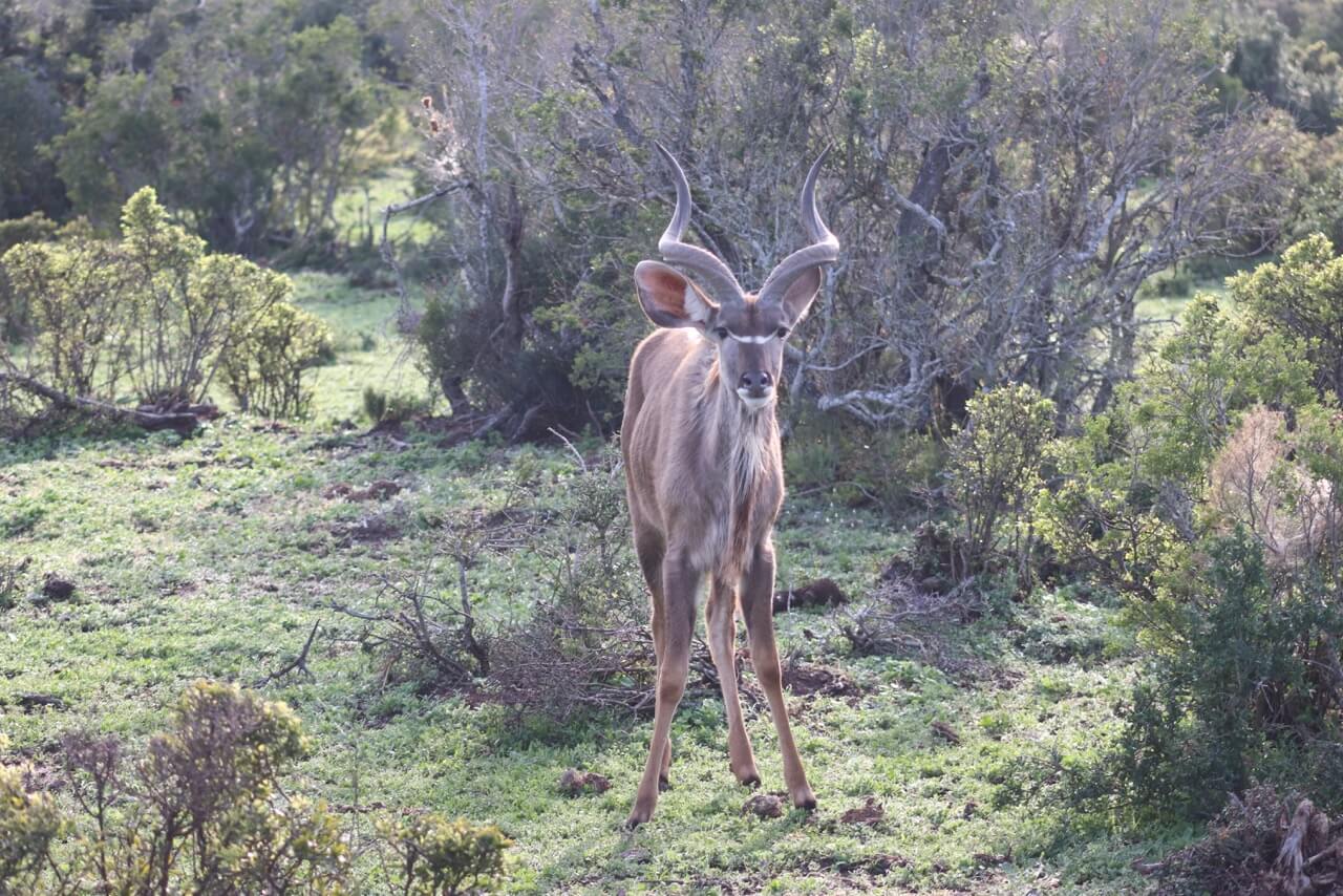 Kudu é um dos animais mais comuns nos parques nacionais sul-africanos