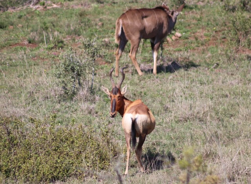 Some red hartebeests at Addo Elephant National Park, South Africa