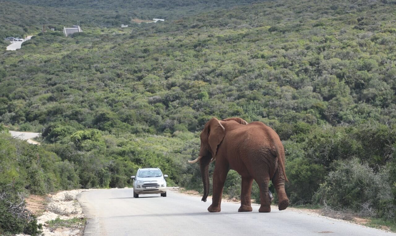 Safári no Parque Nacional Addo Elephant, África do Sul 3