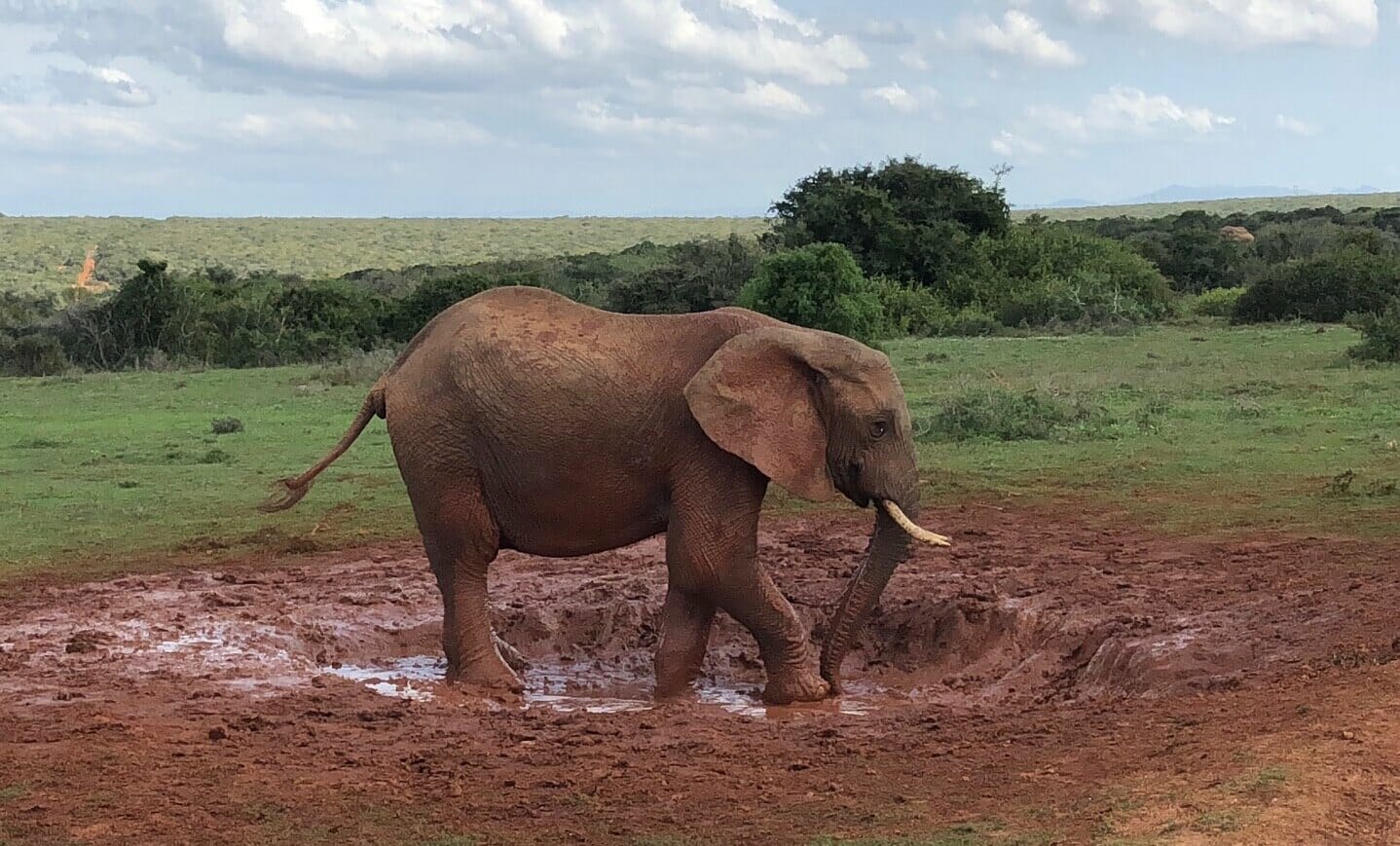 Safári no Parque Nacional Addo Elefante, África do Sul.