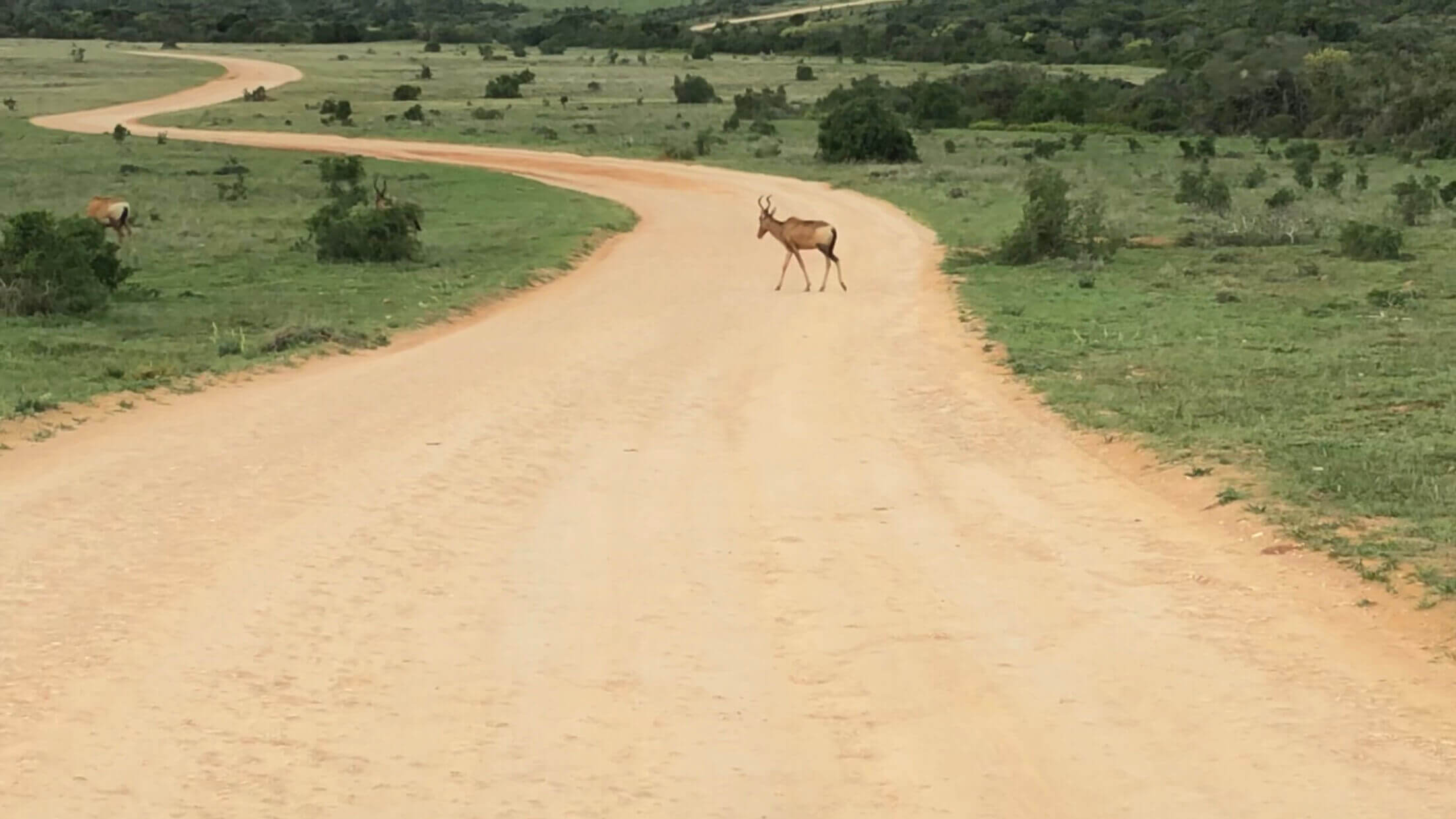 Um hartebeest atravessando uma estrada de terra batida no Addo