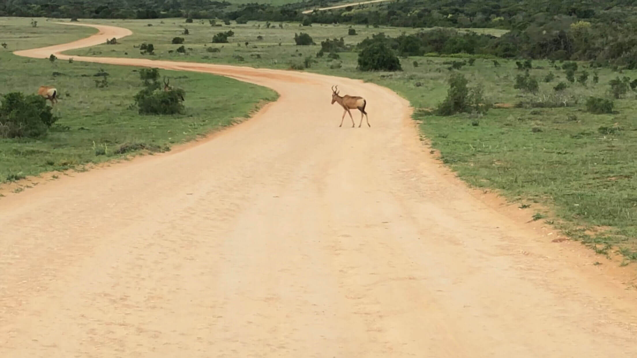 addo elephant park game drives