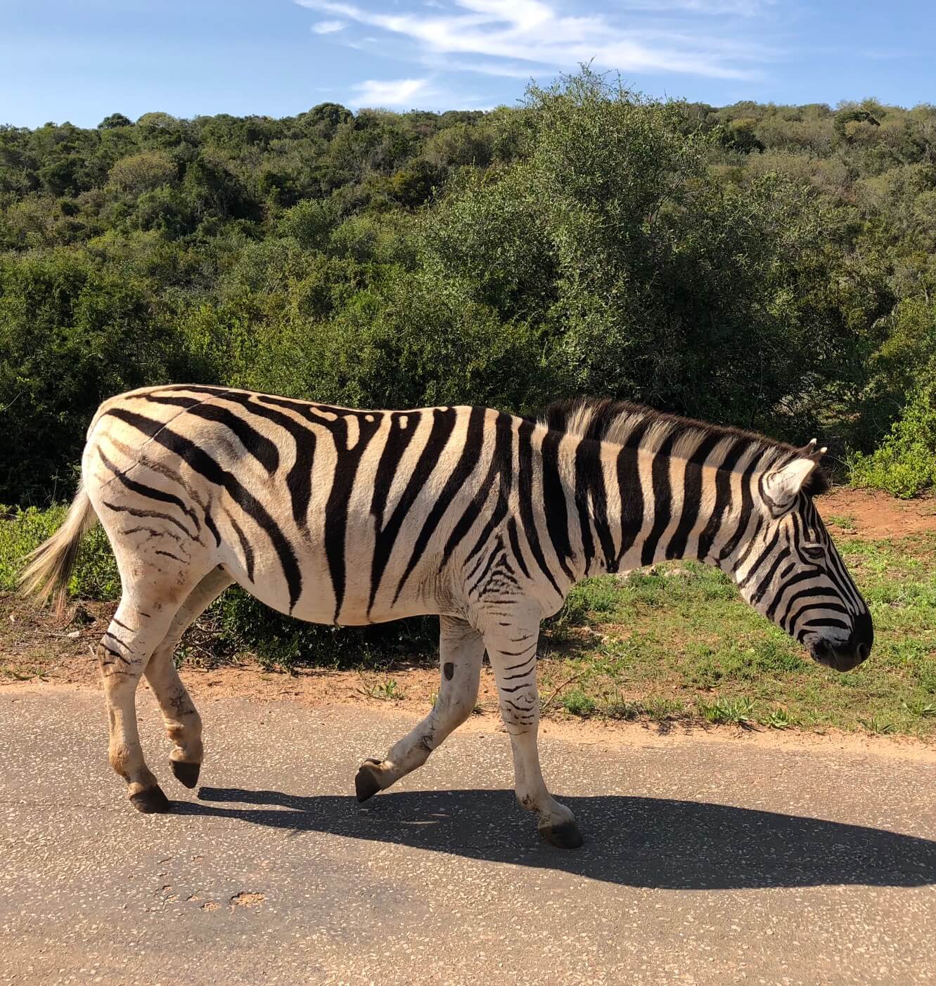 What to Expect from an Addo Elephant Park Safari 3