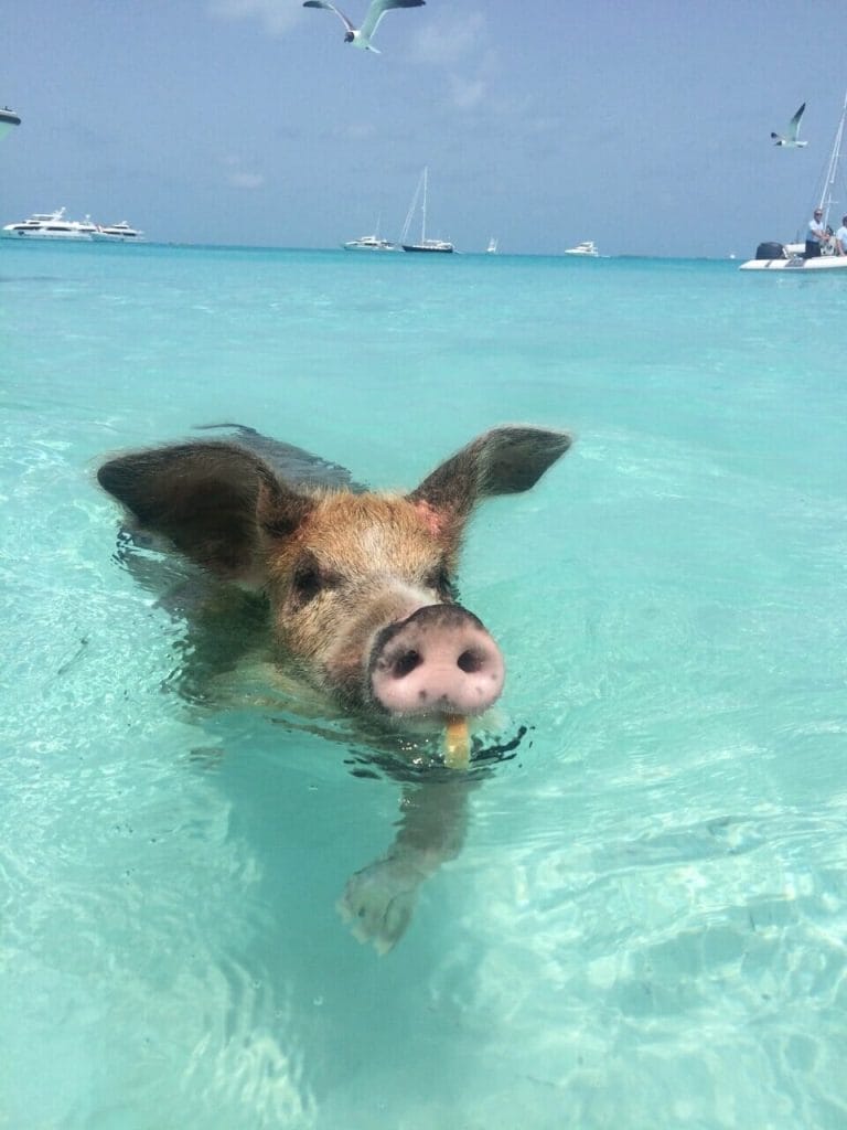 ilha dos porcos nadando com porcos nas bahamas