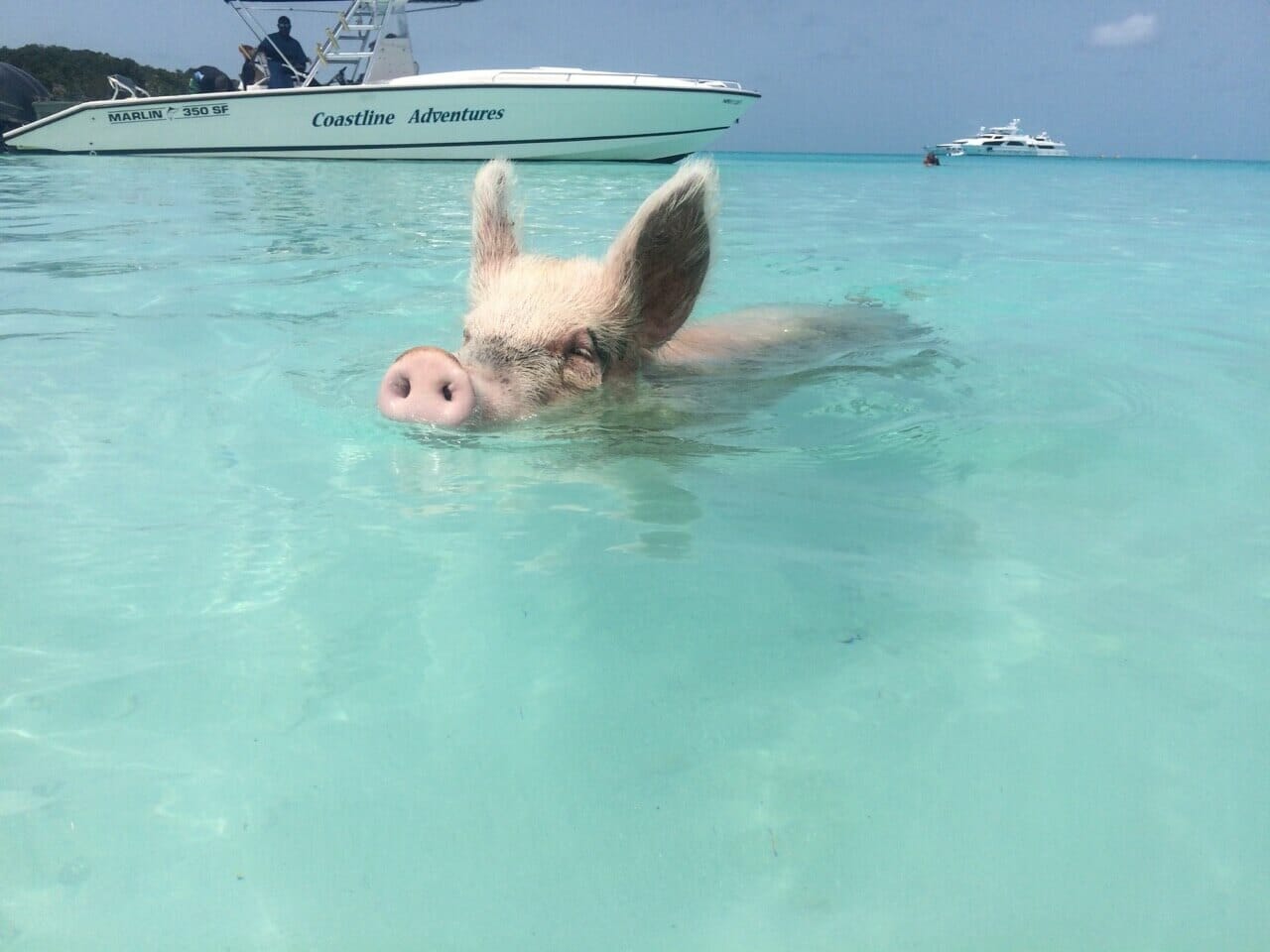 ilha dos porcos