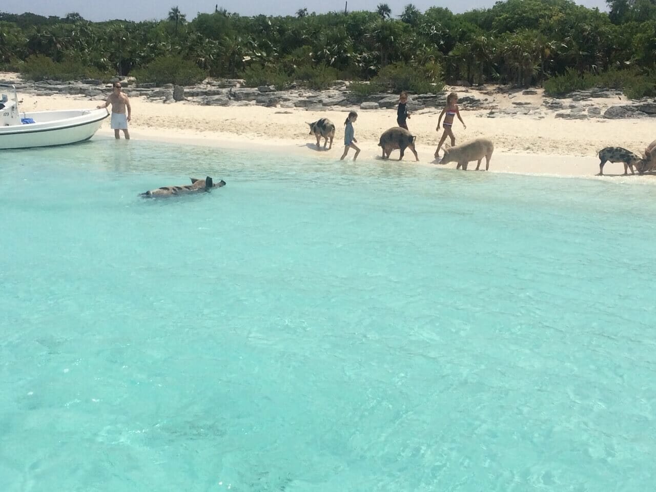 ilha dos porcos