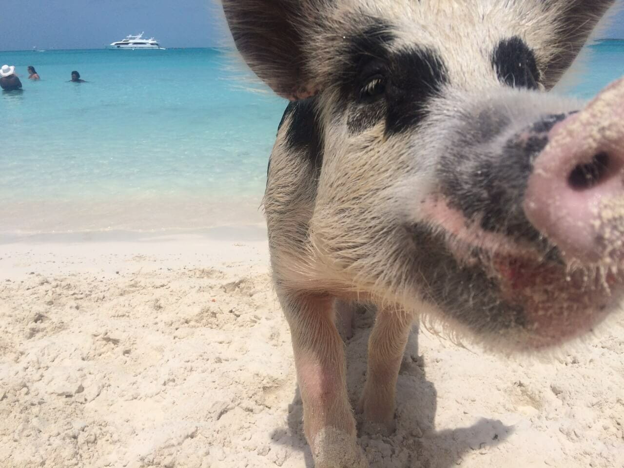 como llegar a la isla de los cerdos