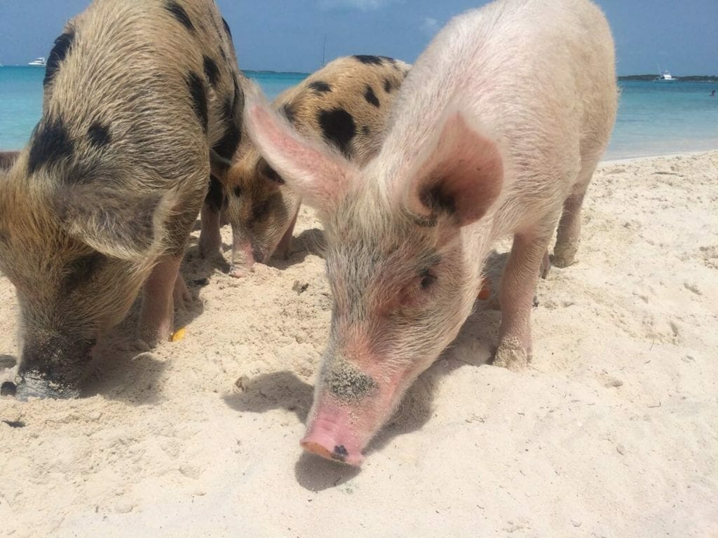 Porcos de todos os tamanhos, cores e idades na Big Major Cay (Ilha dos Porcos), Bahamas.