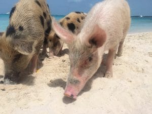 como llegar a la isla de los cerdos nadar con cerdos en las Bahamas
