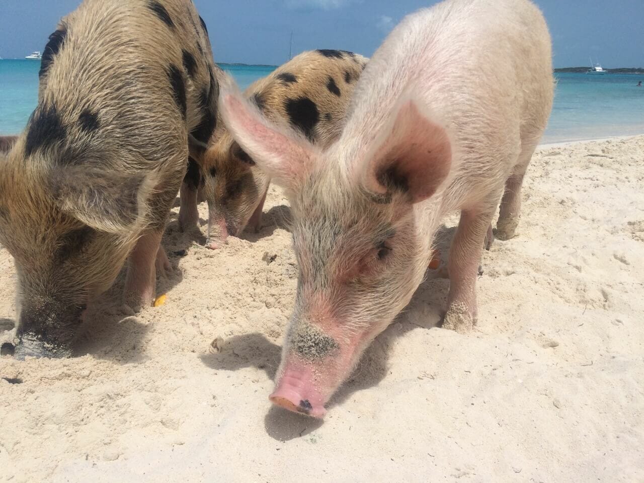 Cerdos de todos los colores, tamaños y edades en Cayo Big Major, Bahamas