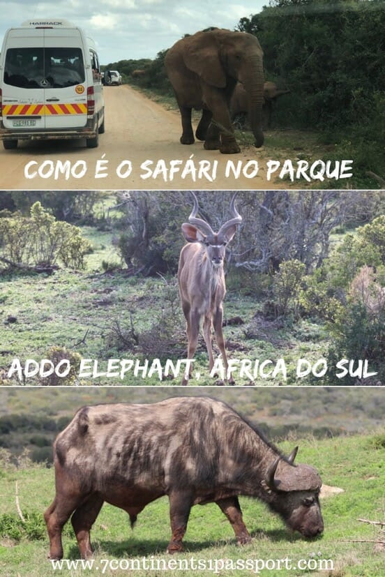 Safári no Parque Nacional Addo Elephant, África do Sul 8