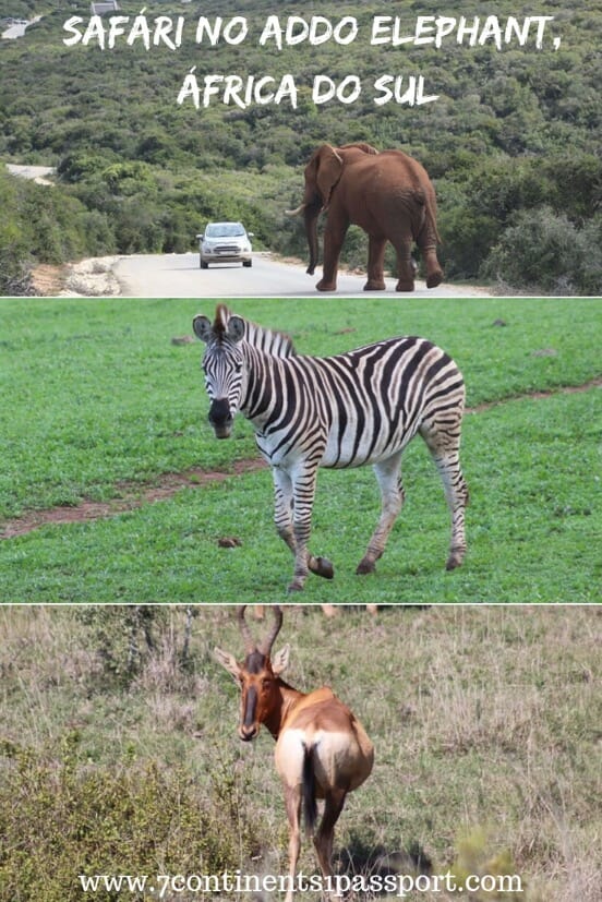 Safári no Parque Nacional Addo Elephant, África do Sul 9