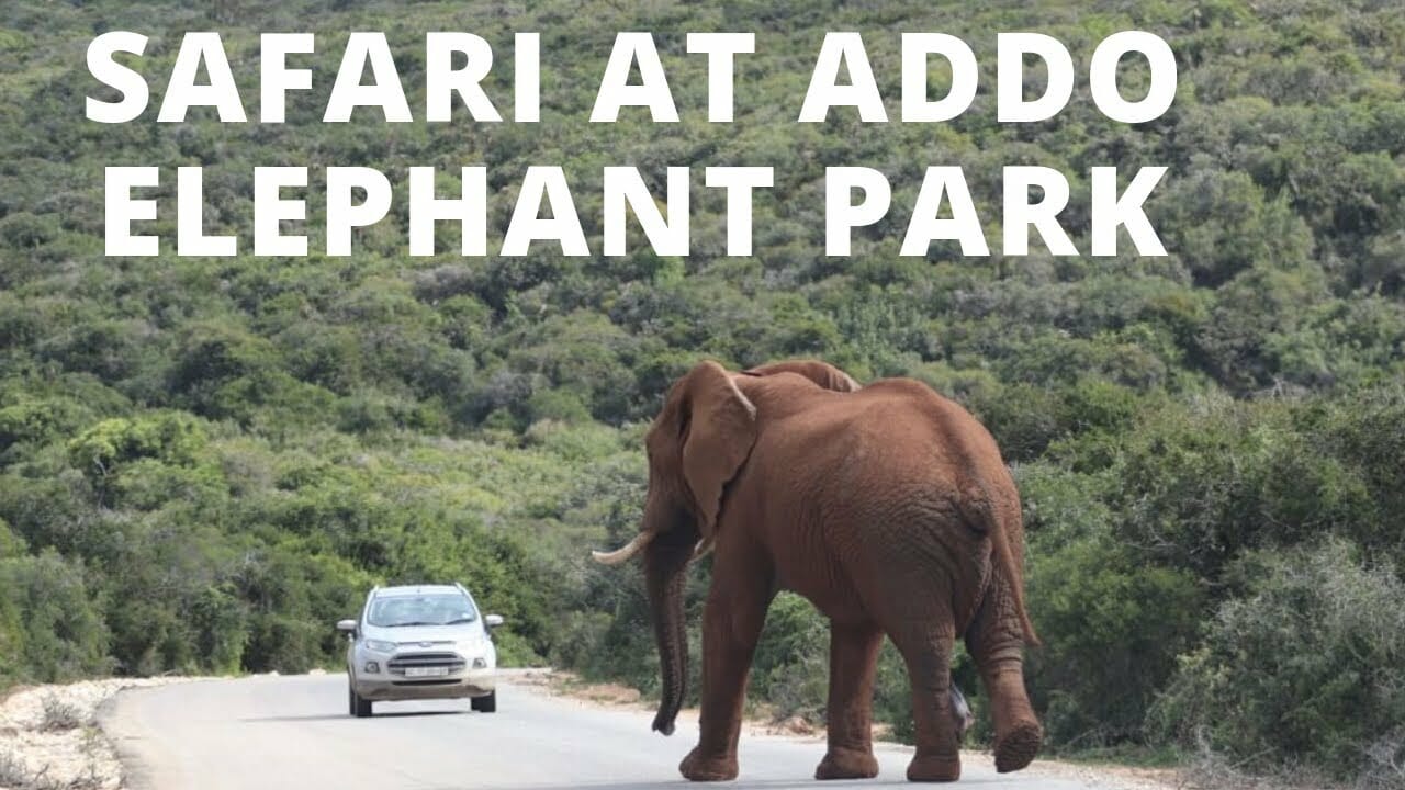 Vídeo del Safári en el Addo Elephant Park - África del Sur 1