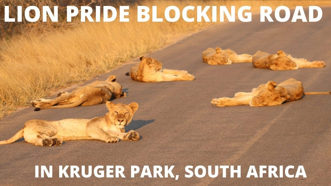 Lion Pride Blocking Road in Kruger National Park 2