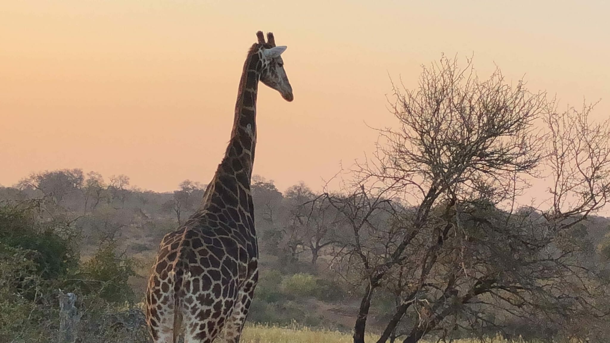 Giraffes are the supermodels of the bushes – they are tall, have long legs and huge eye browns.