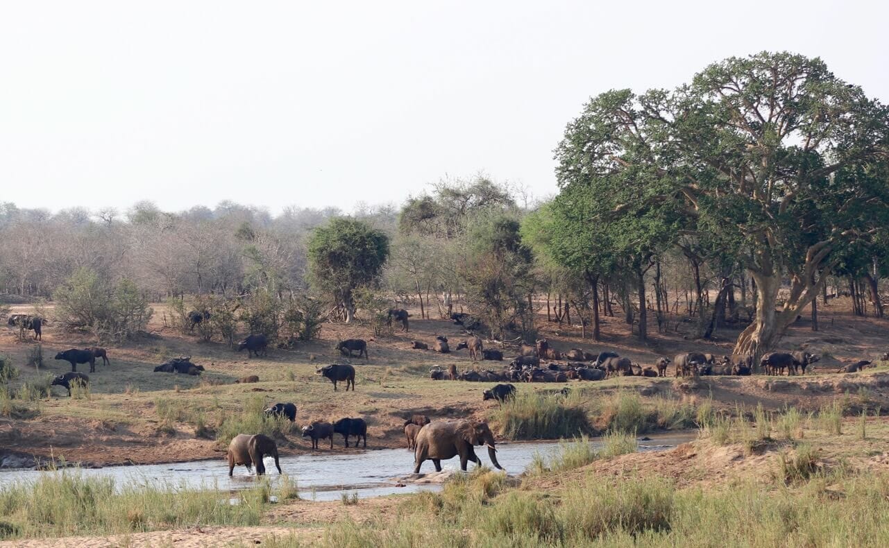 Elefantes e búfalos tomando banho no rio no Parque Kruger, África do Sul.