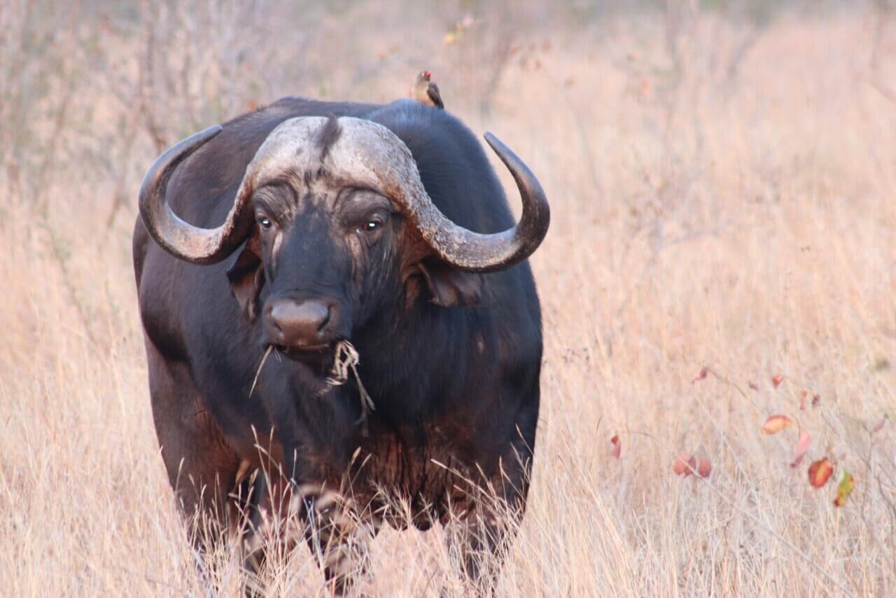 kruger buffalo 