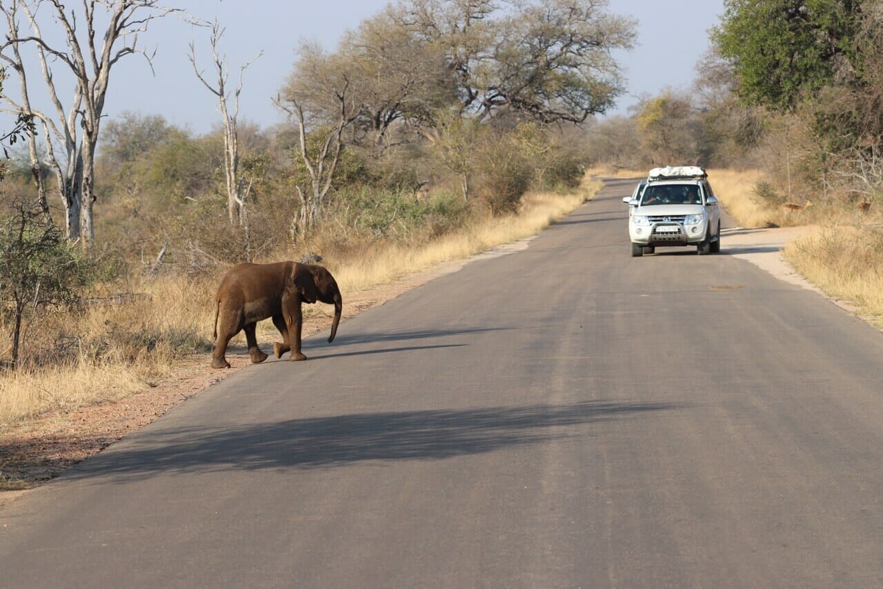 A baby elephant crossing the road in Kruger National Park.