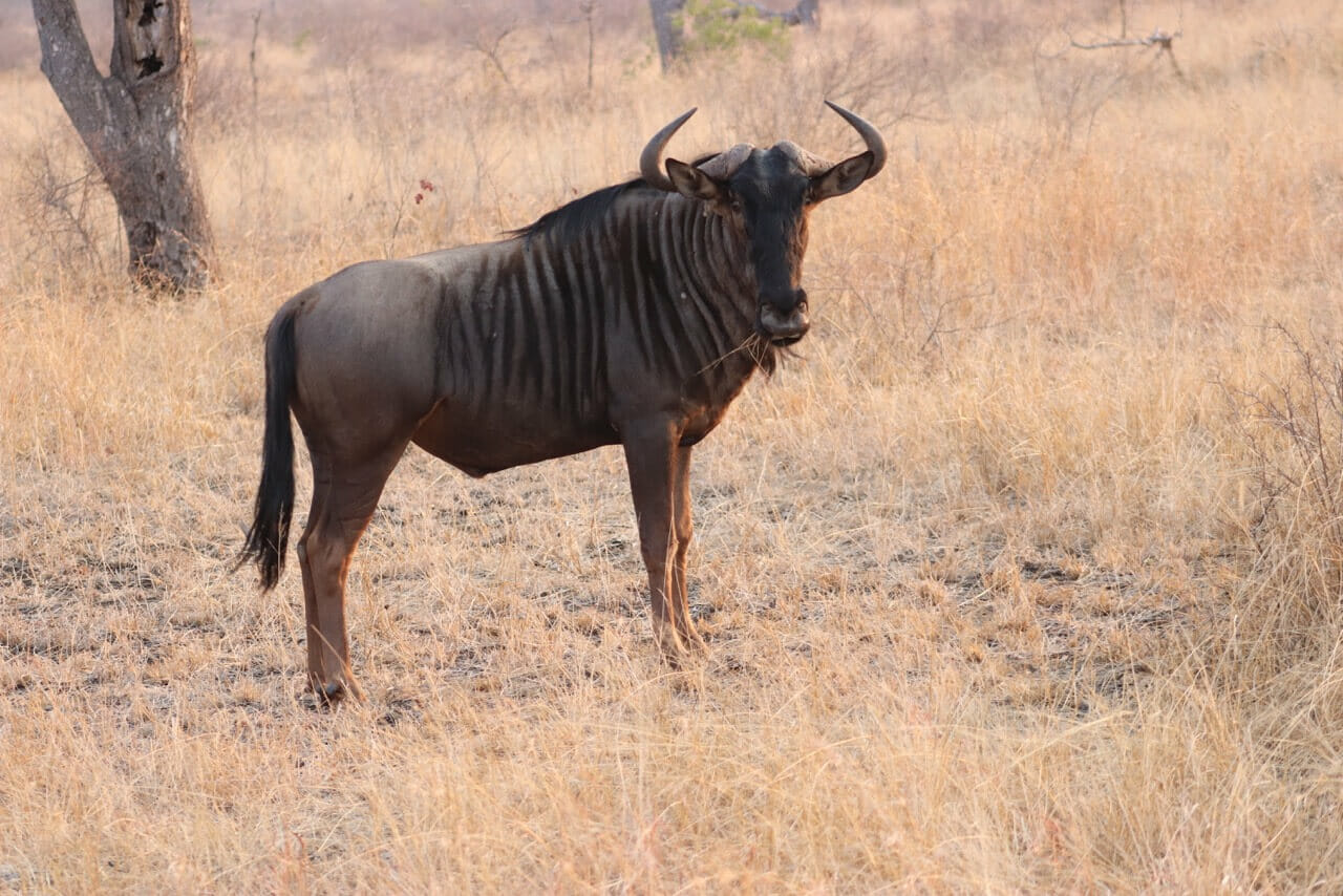 Blue wildebeests are known as the Frankenstein of the bushes: their back are similar to horses, they have stripes like zebras and the bull’s head. 