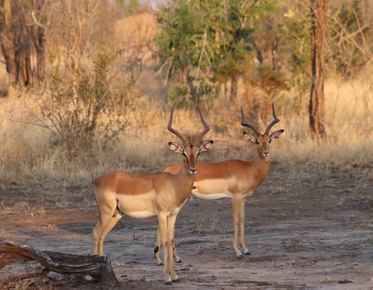 Impalas are known as the McDonald’s of the bushes. It is because they are everywhere, run very fast and are eaten by many animals.