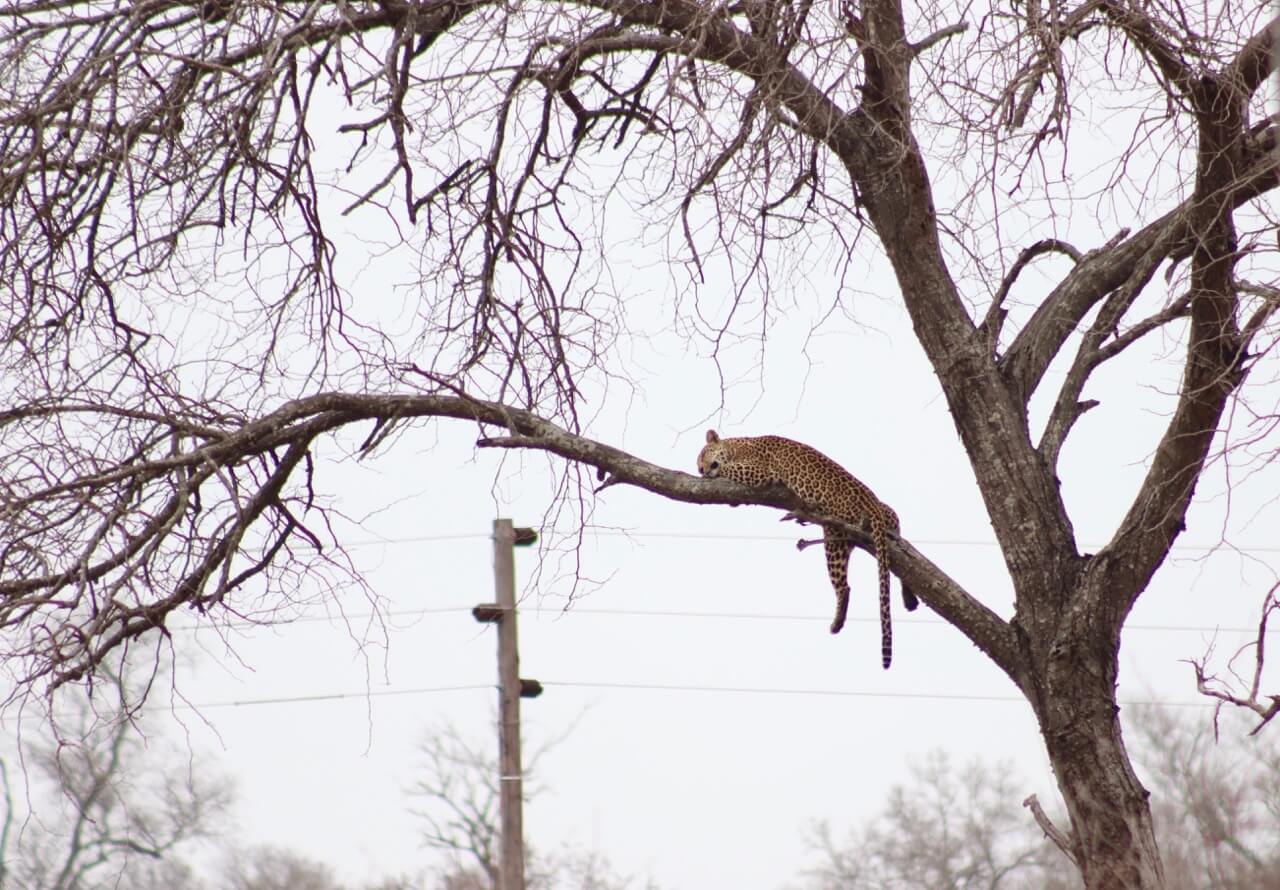 Leopardo tirando um cochilo numa árvore no Kruger