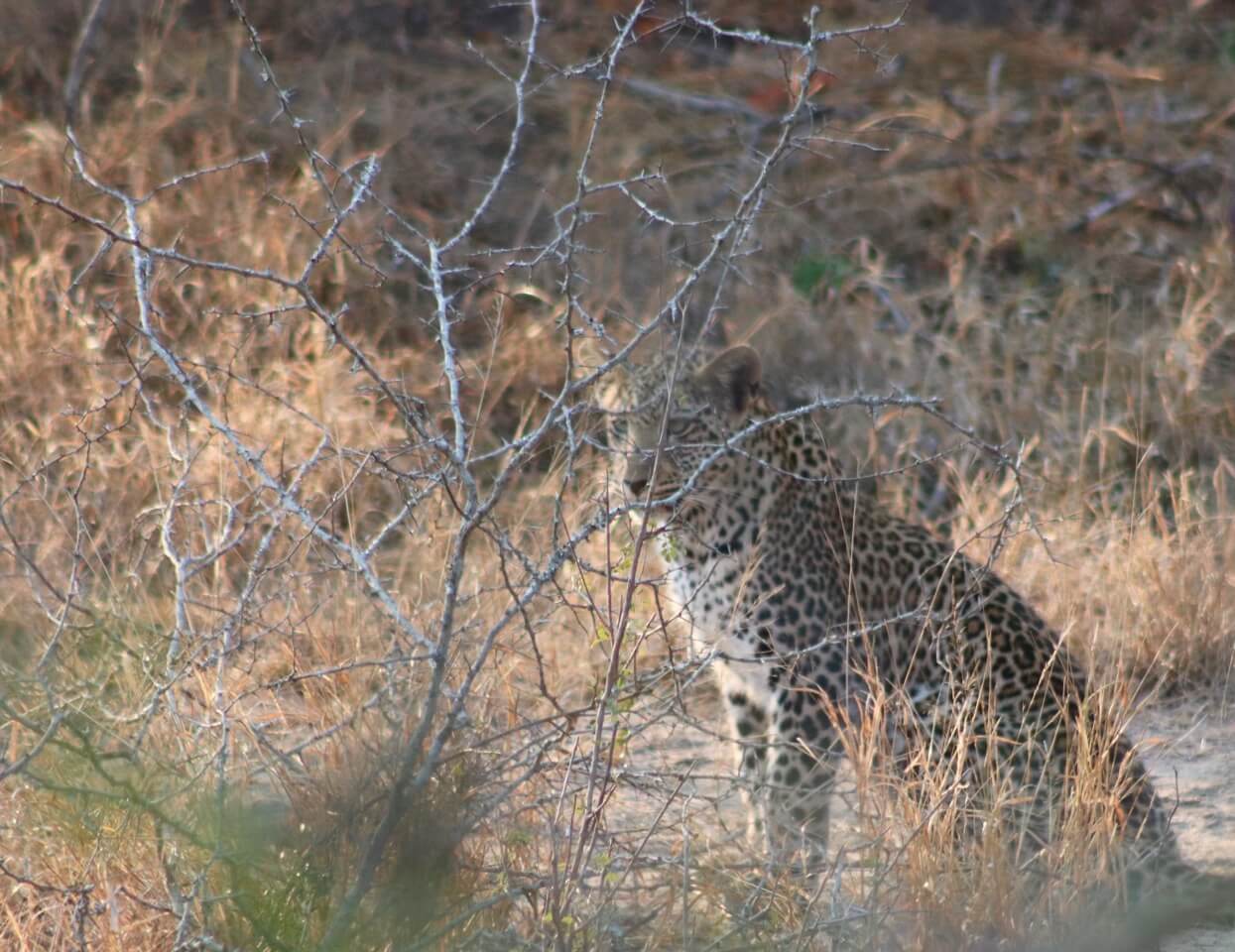 Leopardo no Kruger Park, África do Sul