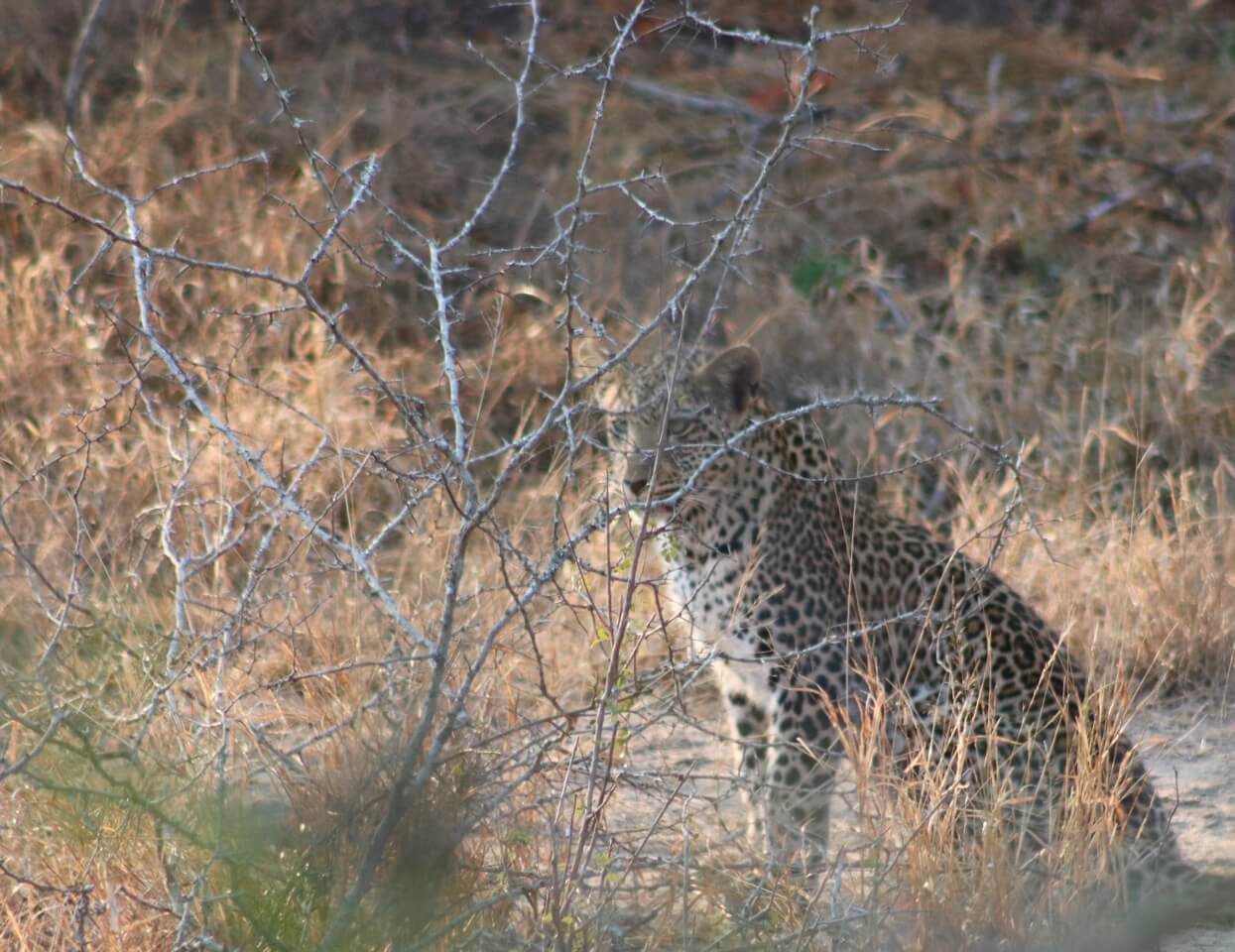 kruger park safari sabi sands