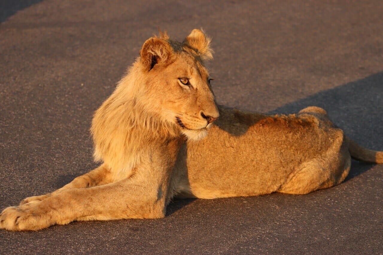 Kruger Park safai Sabi Sands