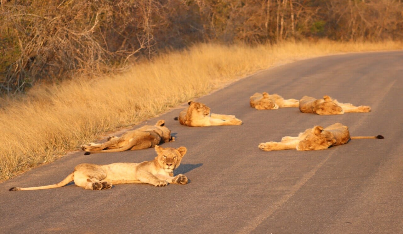 pride of lions at kruger national park 