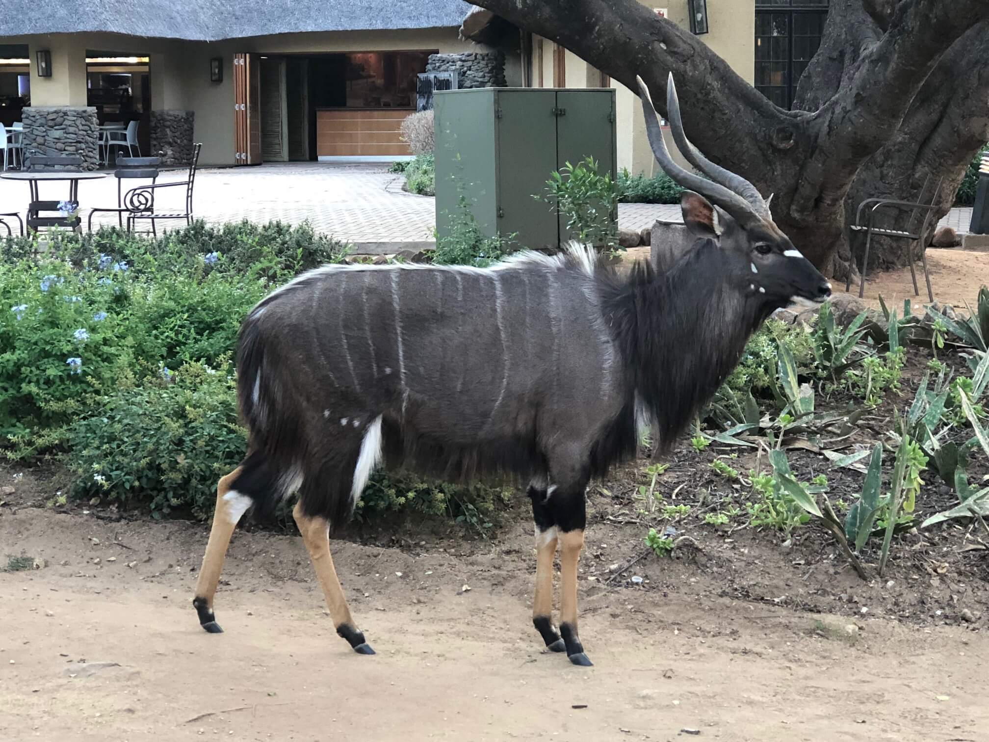 Uma nyala que passou pela e fico de frente comigo no Skukuza Rest Camp.