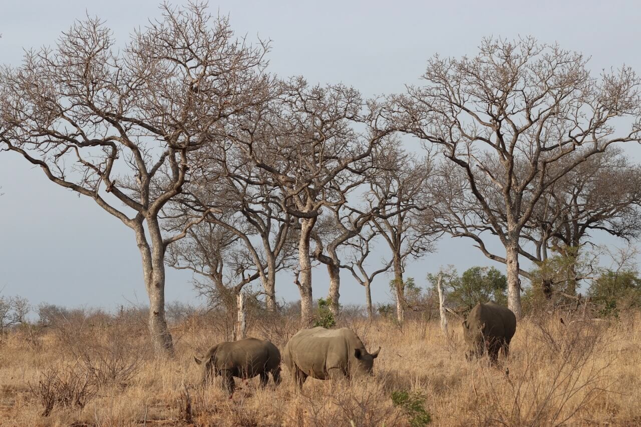 Três rinocerontes brancos no Parque Nacional Kruger.