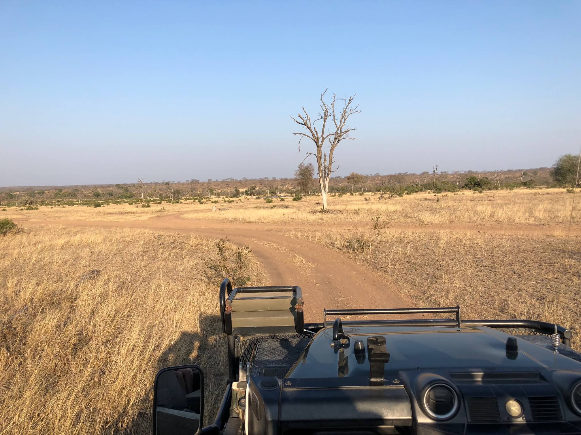 Toda a beleza da reservada privada Sabi Sands na África do Sul