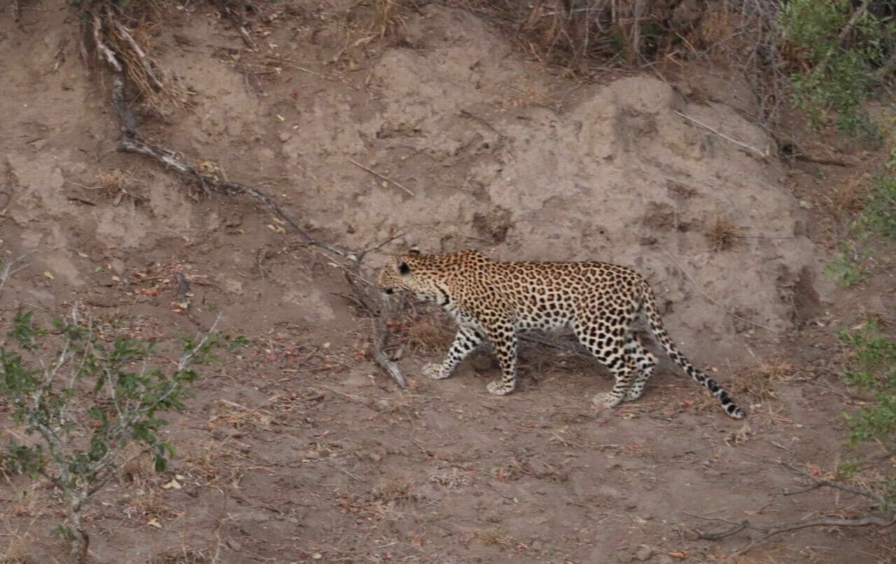 Um leopardo caçando em Sabi Sands.