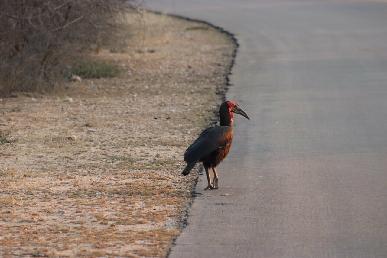 An endangered southern ground hornbill crossing the road at Kruger National Park, South Africa.