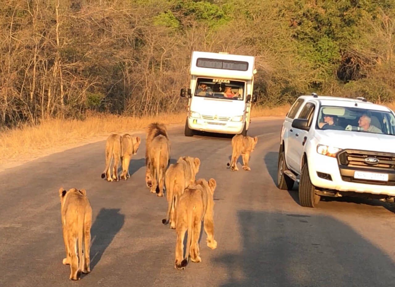 Fazer um safári no Kruger Park é uma experiência inigualável.