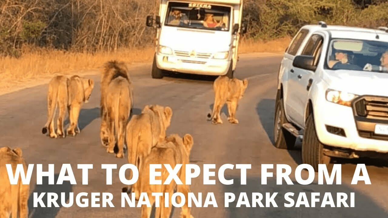 Como é um Safári no Parque Kruger - Vídeo 2