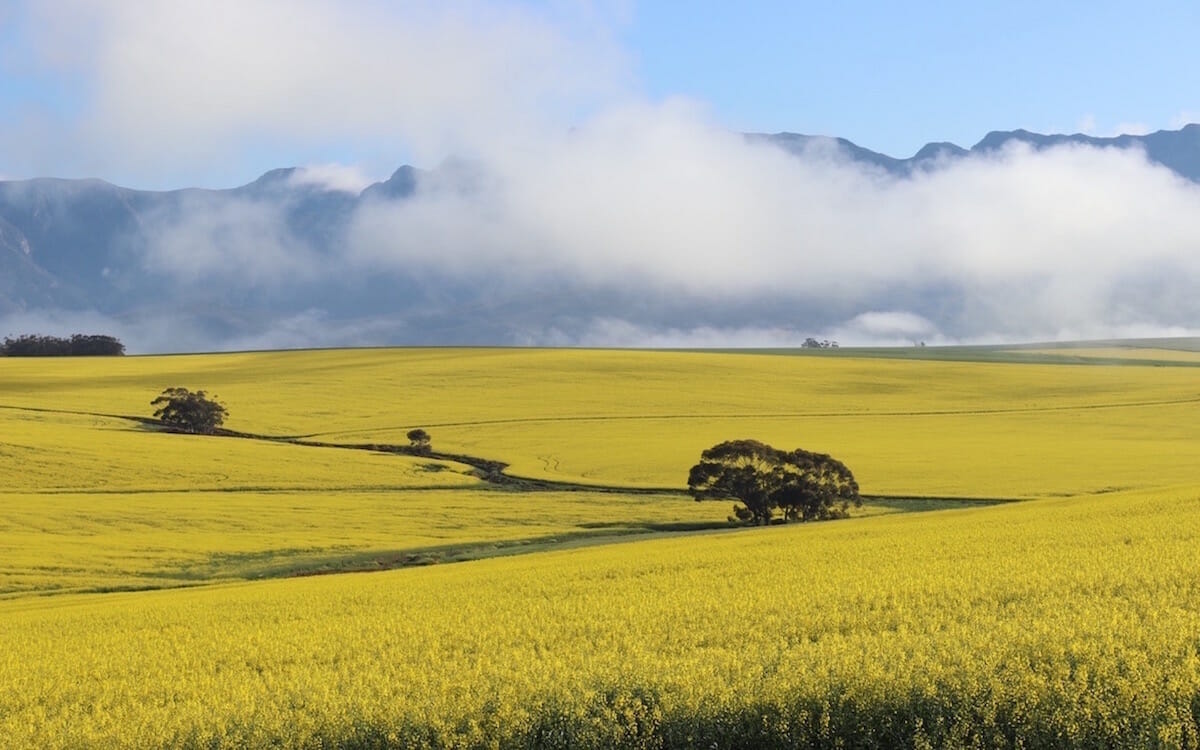 Campos em Overberg cobertos de flores de canola, África do Sul