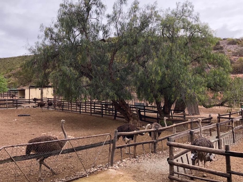 Algumas avestruzes no Cango Ostrich Farm, Oudtshoorn, África do Sul