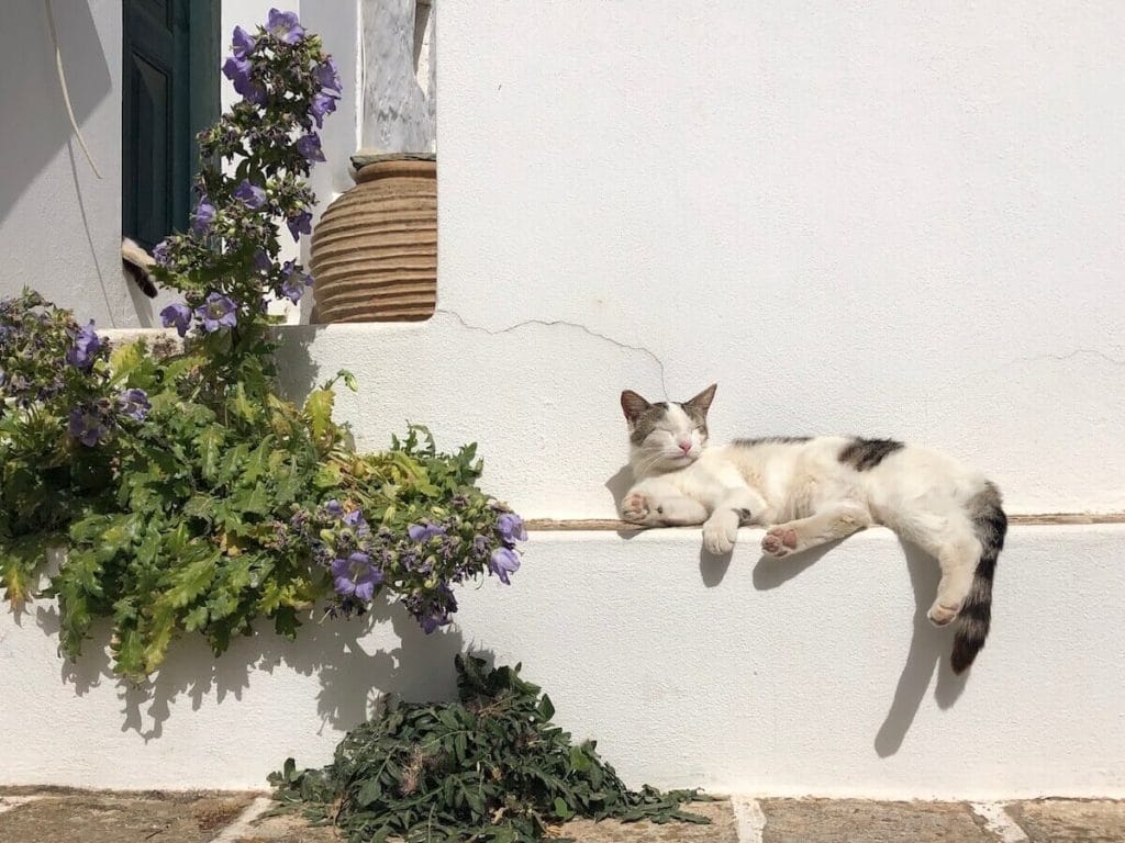 A cat sleeping in a white-washed house in Chora, Folegandros, Greece
