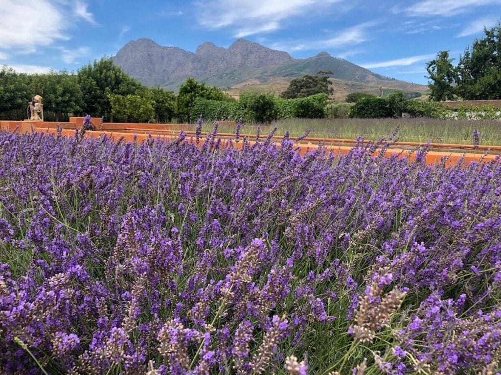 Degustação na vinícola Babylonstoren