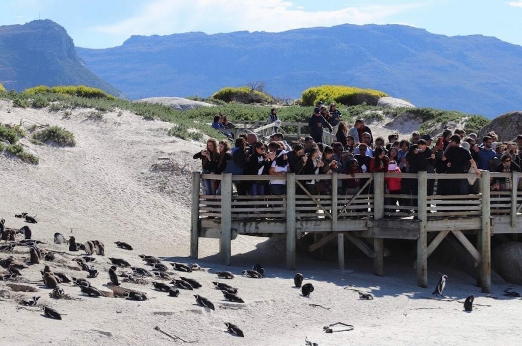 people on an elevated boardwalk watching the penguins on Boulders Beach, Simon's Towm, South Africa